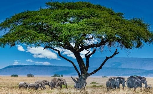 Travel Insurance for South Africa
